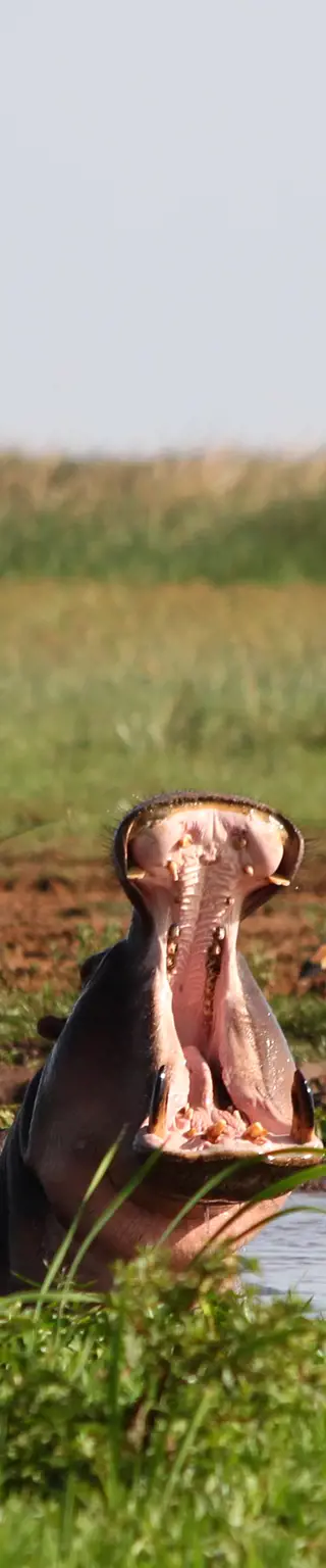 Die Gewohnheiten der Wildtiere am Lake Manyara beobachten